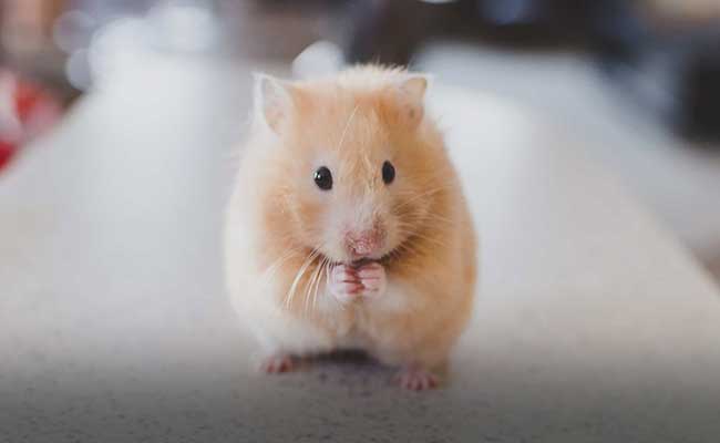 Hamster